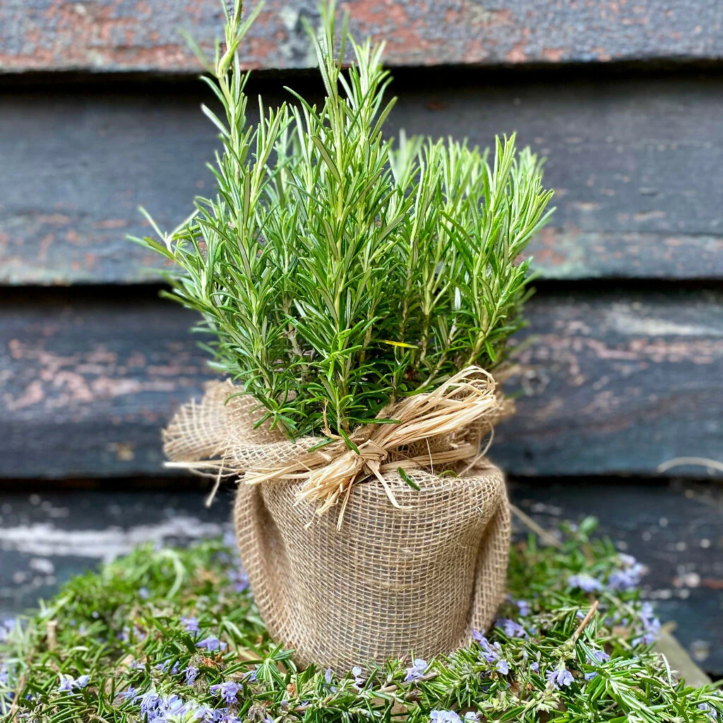 The Rosemary for Remembrance Gift - Image 4