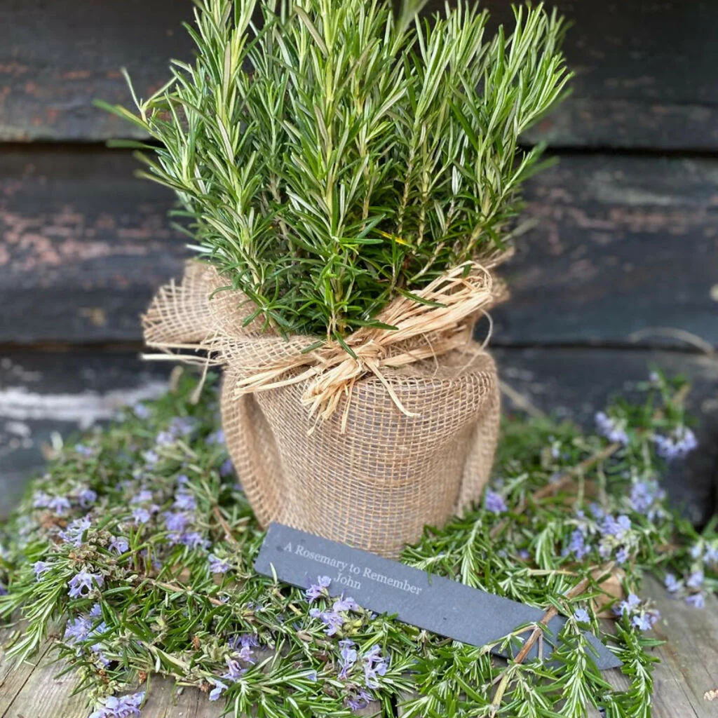 The Rosemary for Remembrance Gift - Image 5
