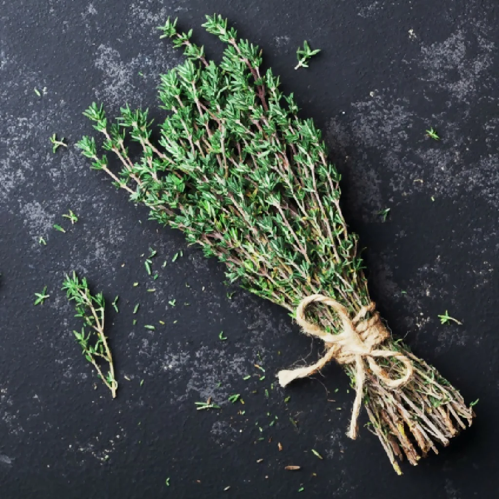 Thyme Plants, 'English', Full Plants in 9cm Pots