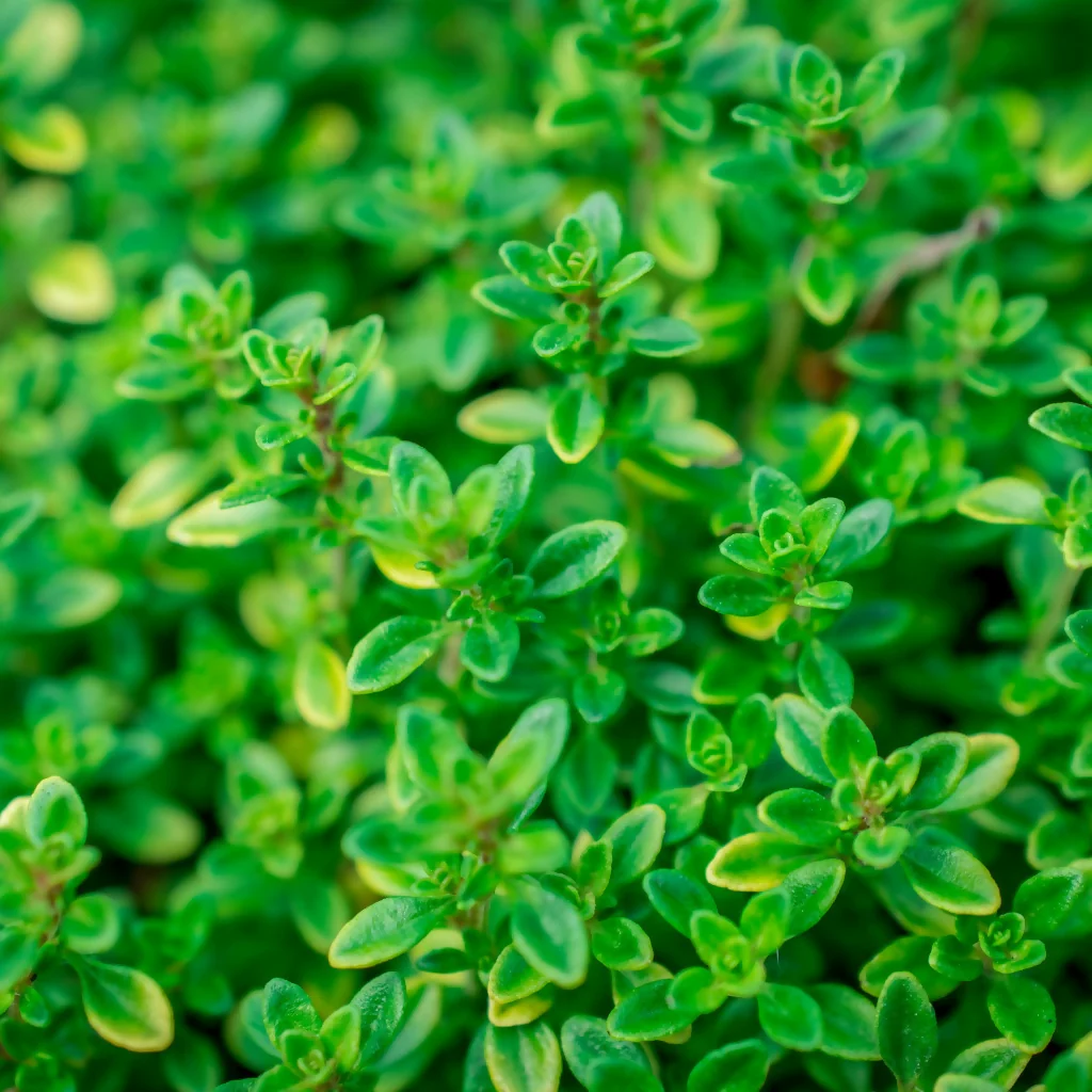 Thyme Plants, 'English', Full Plants in 9cm Pots - Image 2