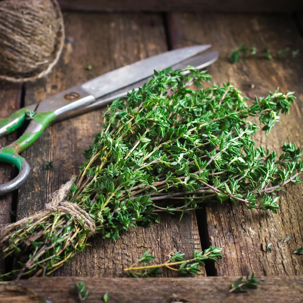Thyme Plants, 'English', Full Plants in 9cm Pots - Image 3