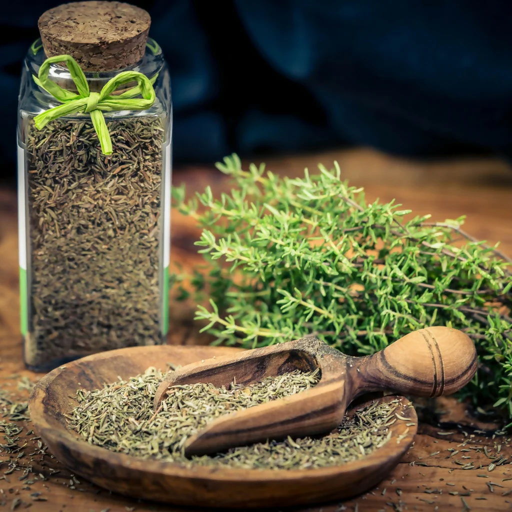 Thyme Plants, 'English', Full Plants in 9cm Pots - Image 4