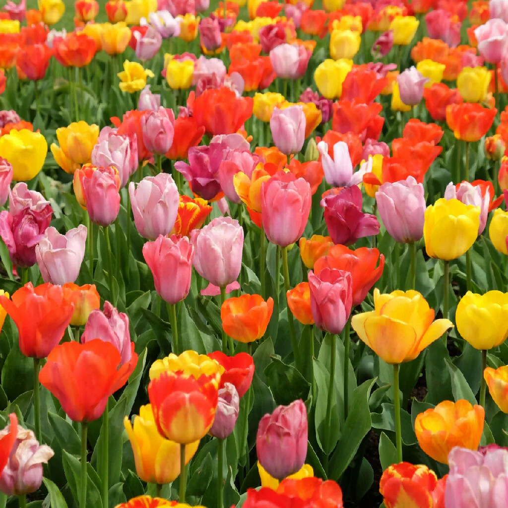Tulip Bulbs, 'Mixed', Bulb Pack - Image 2
