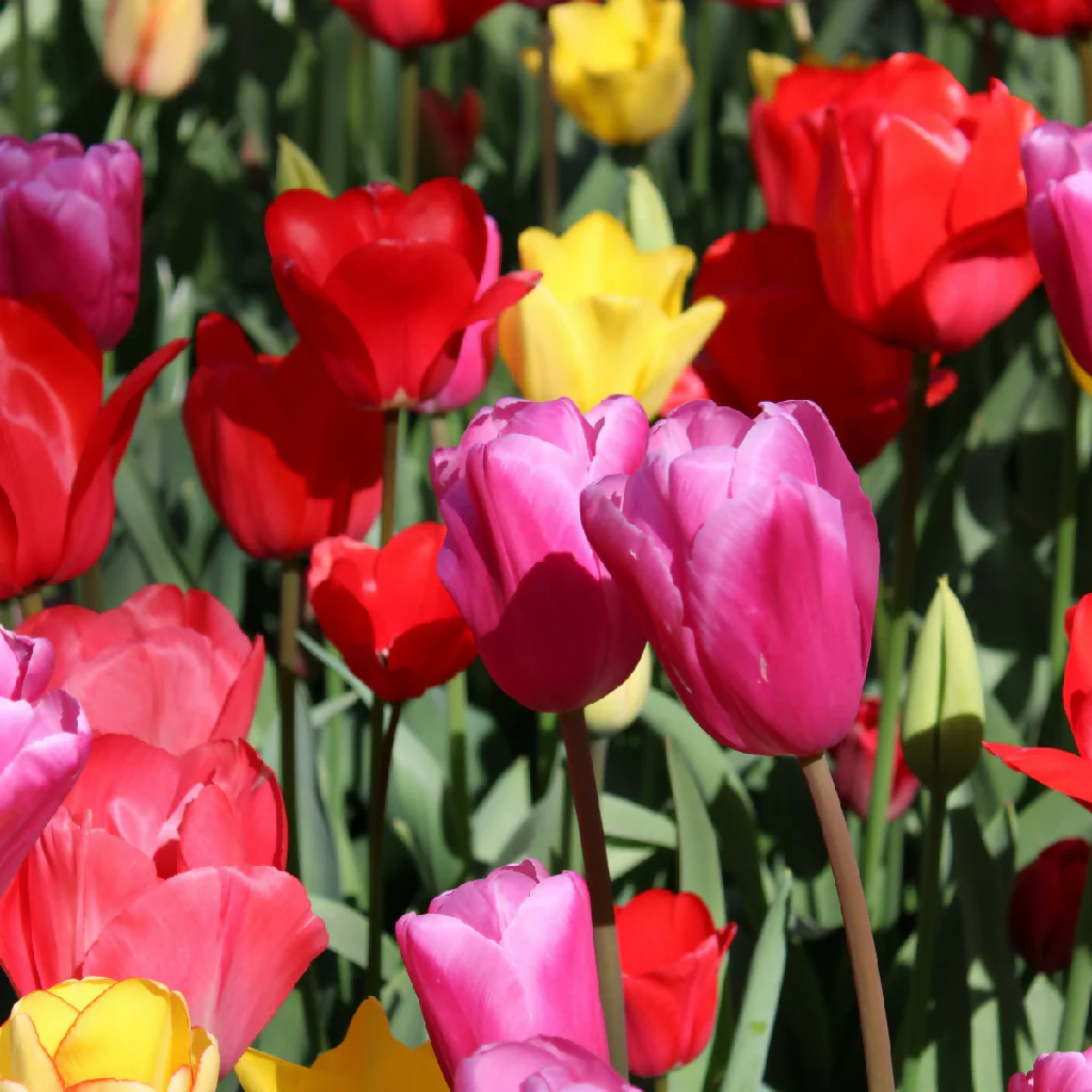 Tulip Bulbs, 'Mixed', Bulb Pack - Image 3