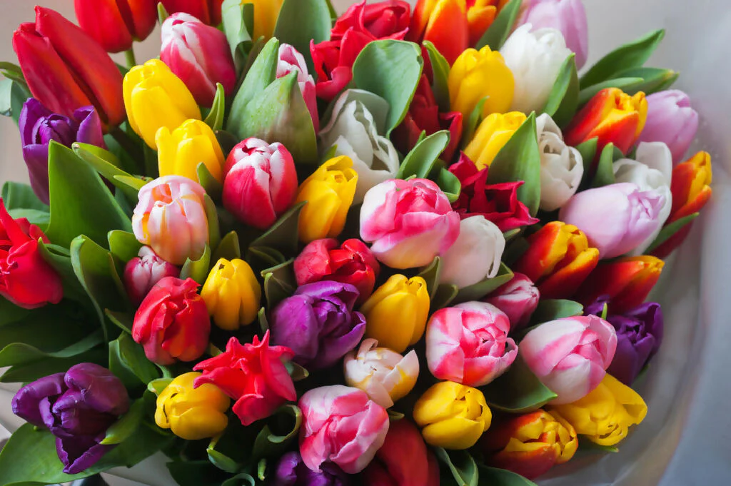 Tulip Bulbs, 'Mixed', Bulb Pack - Image 4