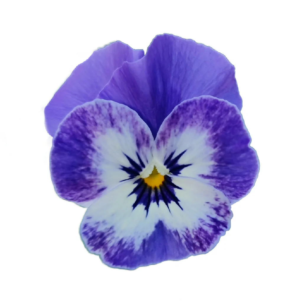 Viola Plants, 'Delf Blue', 20 x Full Plant Pack - Image 3