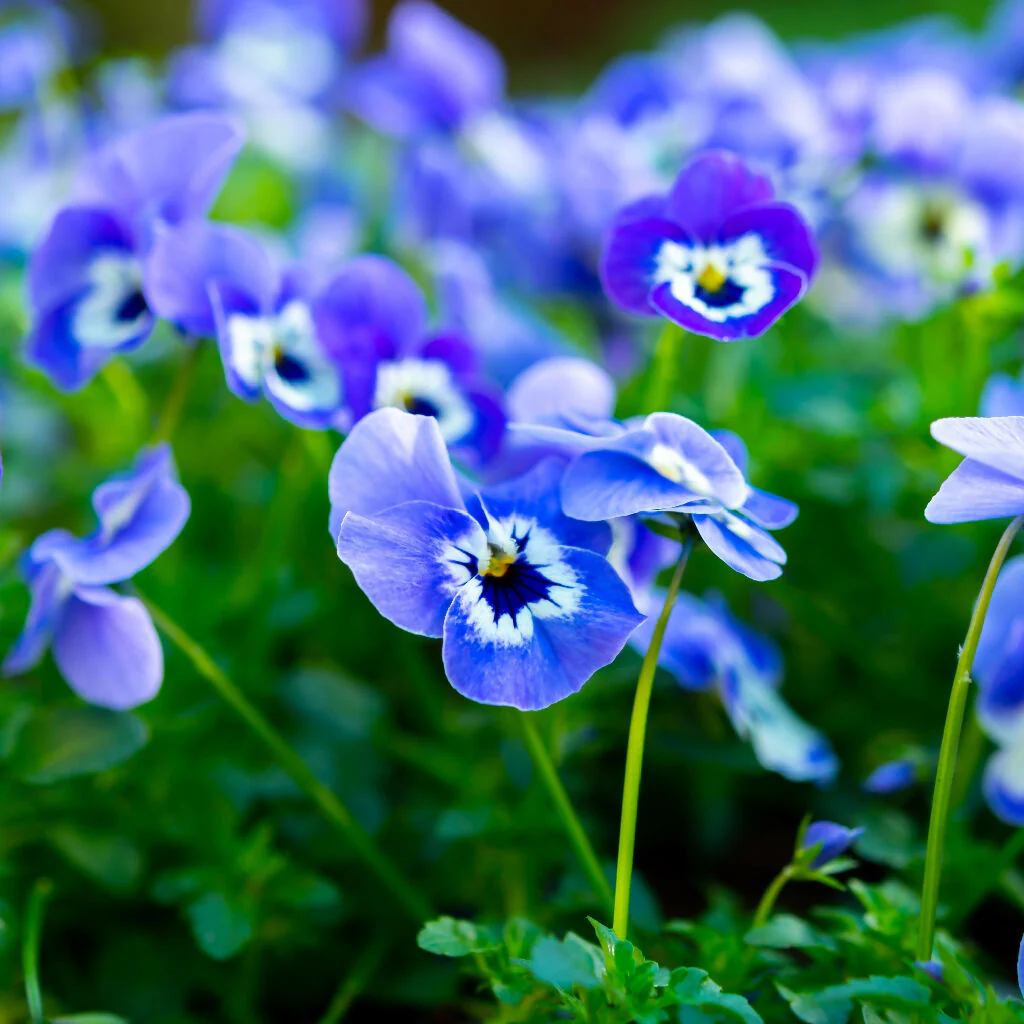 Viola Plants, 'Delf Blue', 20 x Full Plant Pack - Image 4