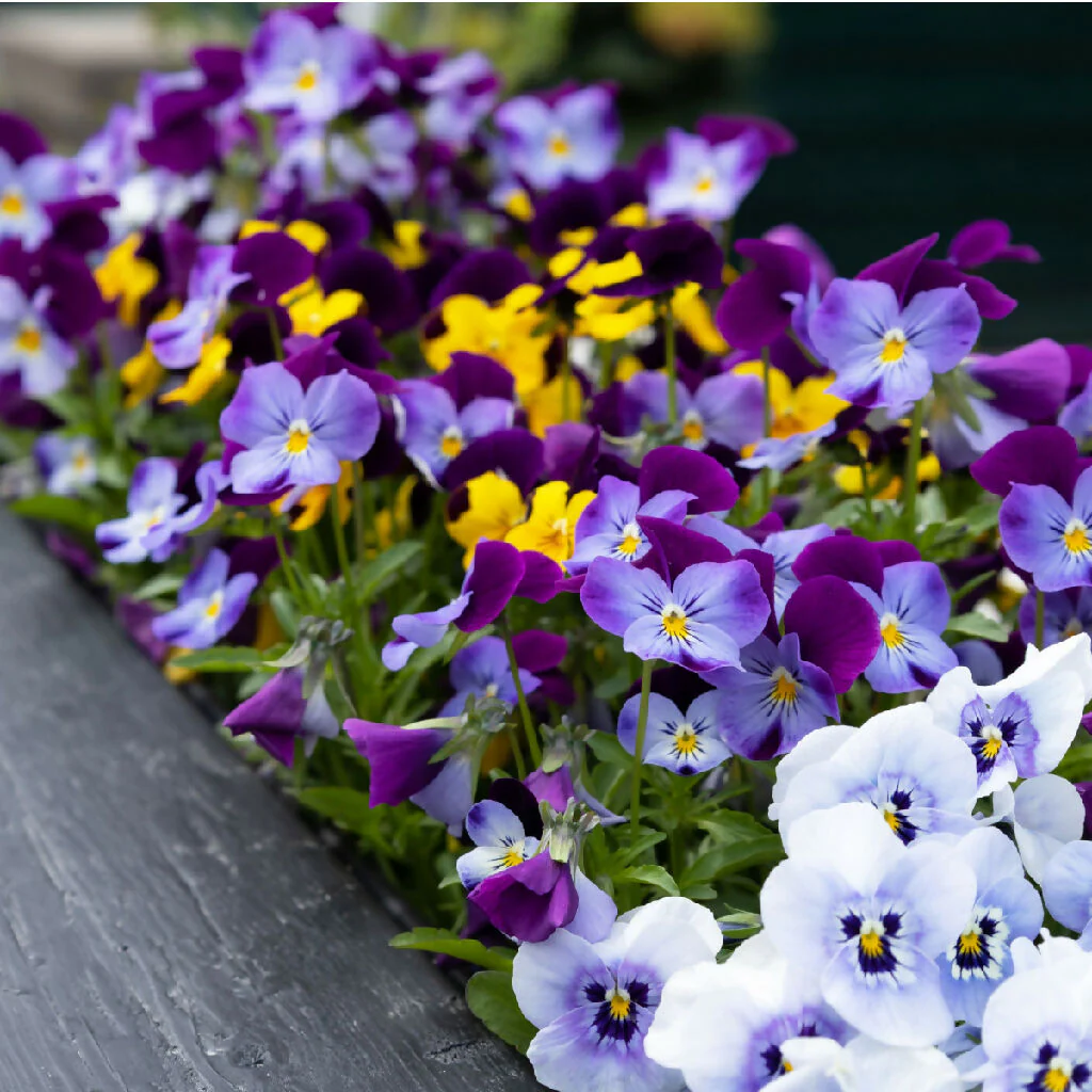Viola Plants, F1 'Sorbet Select XP', 20 x Full Plant Pack - Image 3