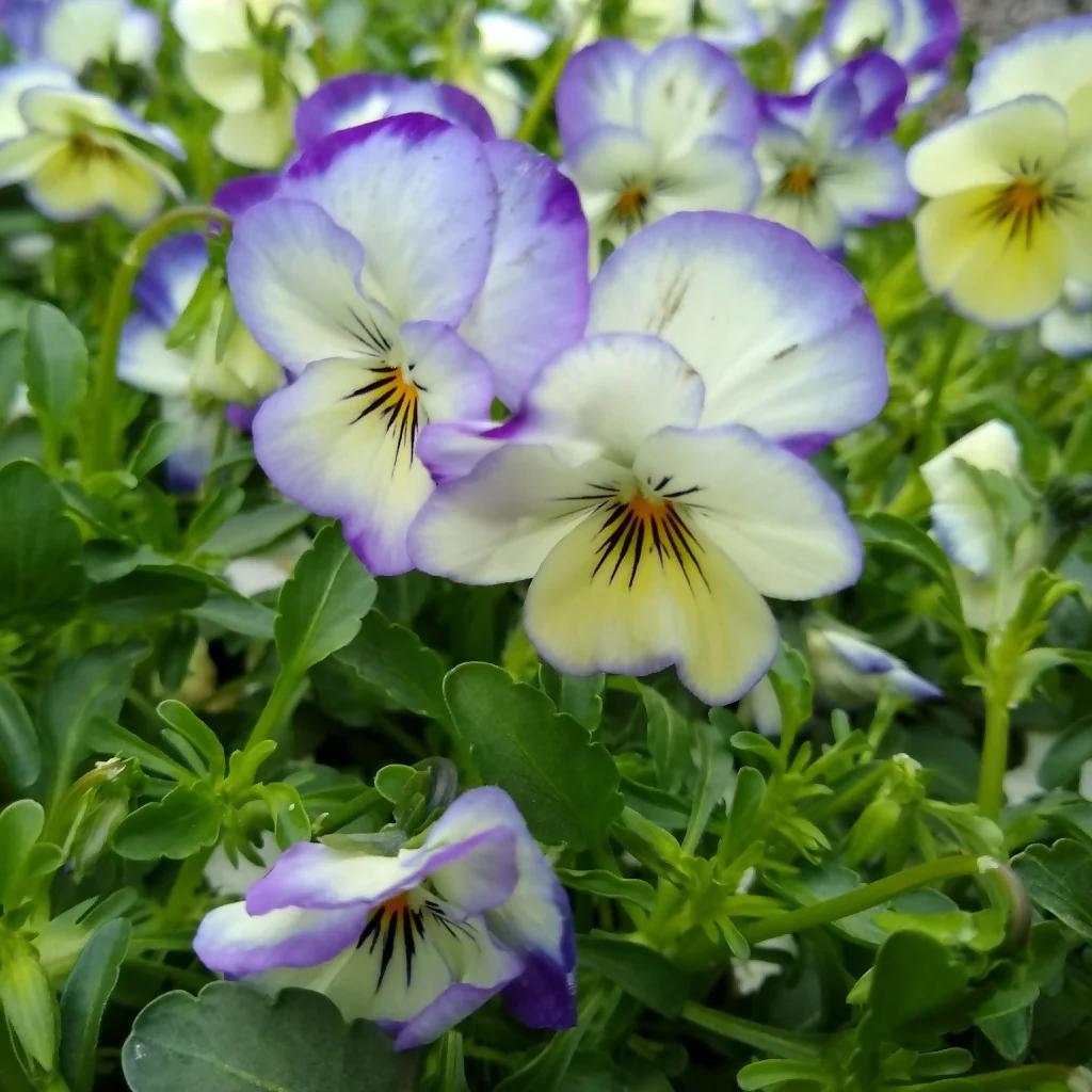 Viola Plants, 'Magnifico', 20 x Full Plant Pack - Image 2