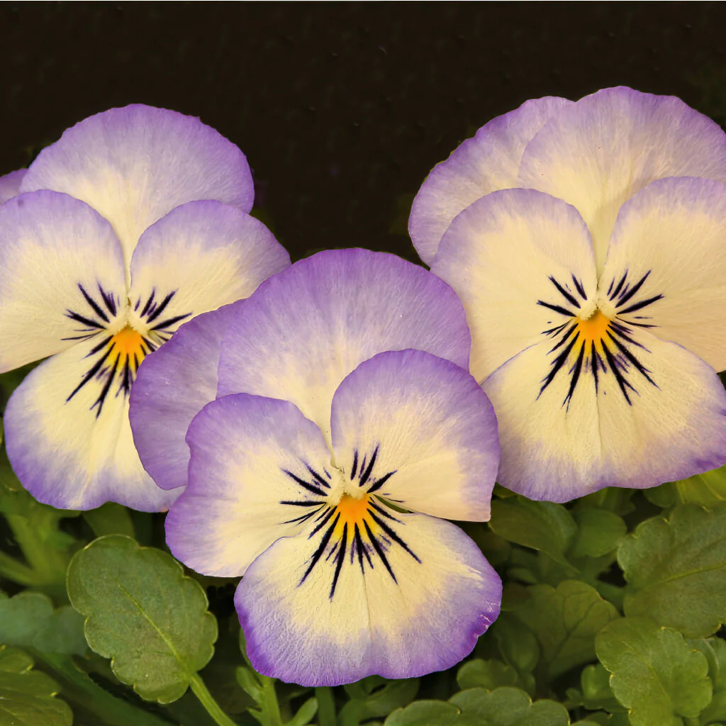 Viola Plants, 'Magnifico', 20 x Full Plant Pack - Image 3