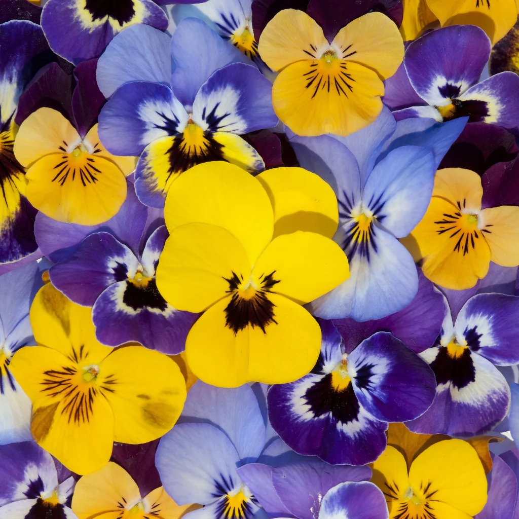 Viola Plants, 'Mixed', 20 x Full Plant Pack - Image 2