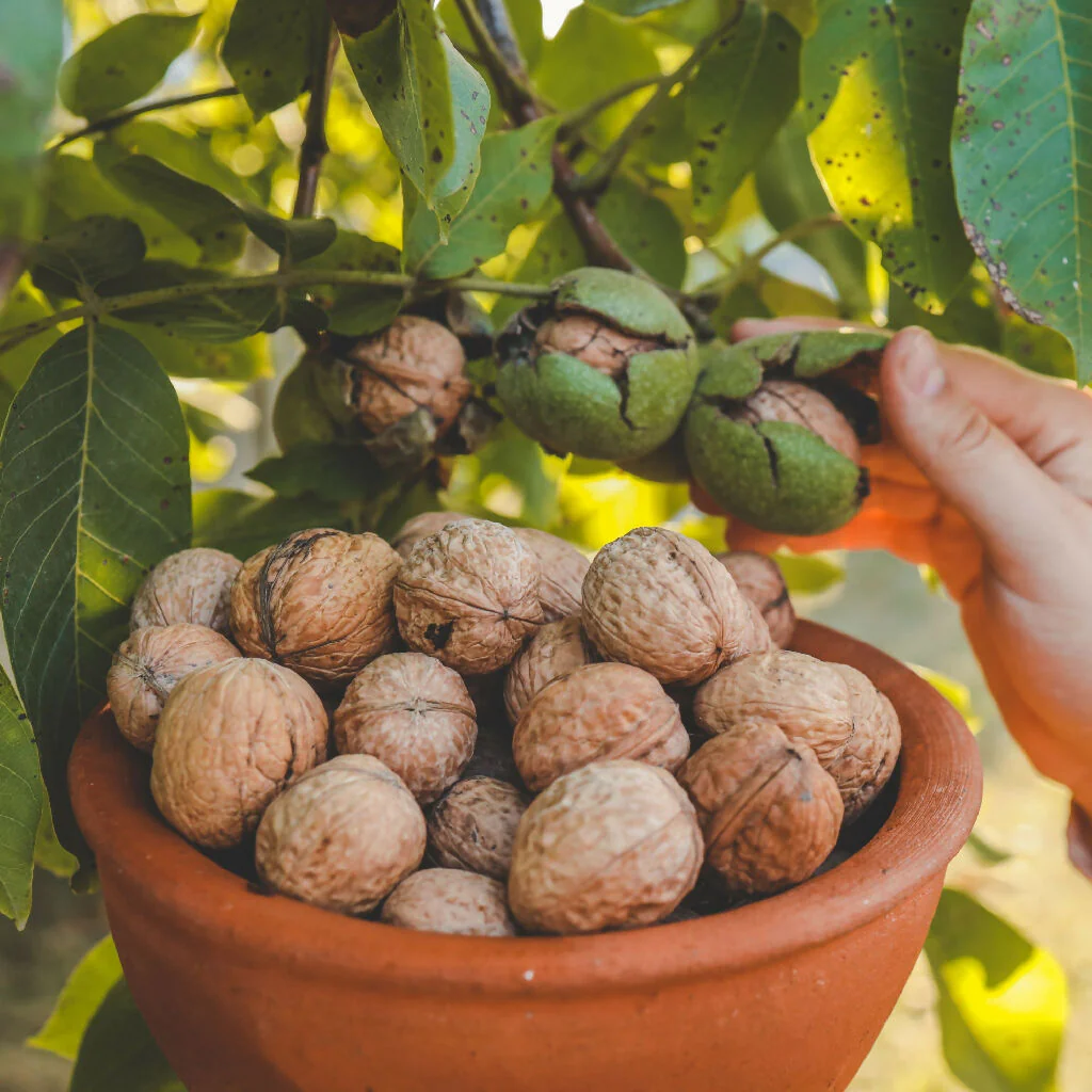 Walnut Trees, Full Plants in 10 Litre Pots - Image 3