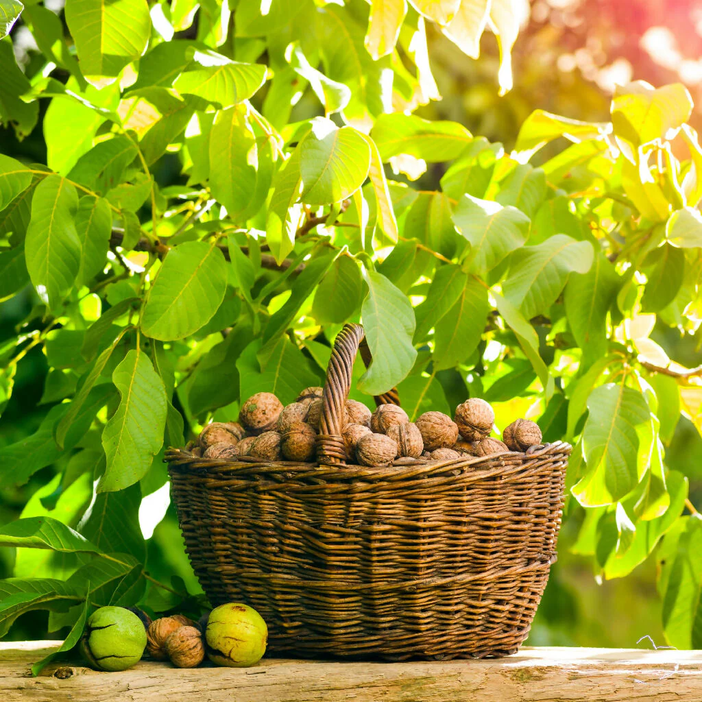 Walnut Trees, Full Plants in 10 Litre Pots - Image 4
