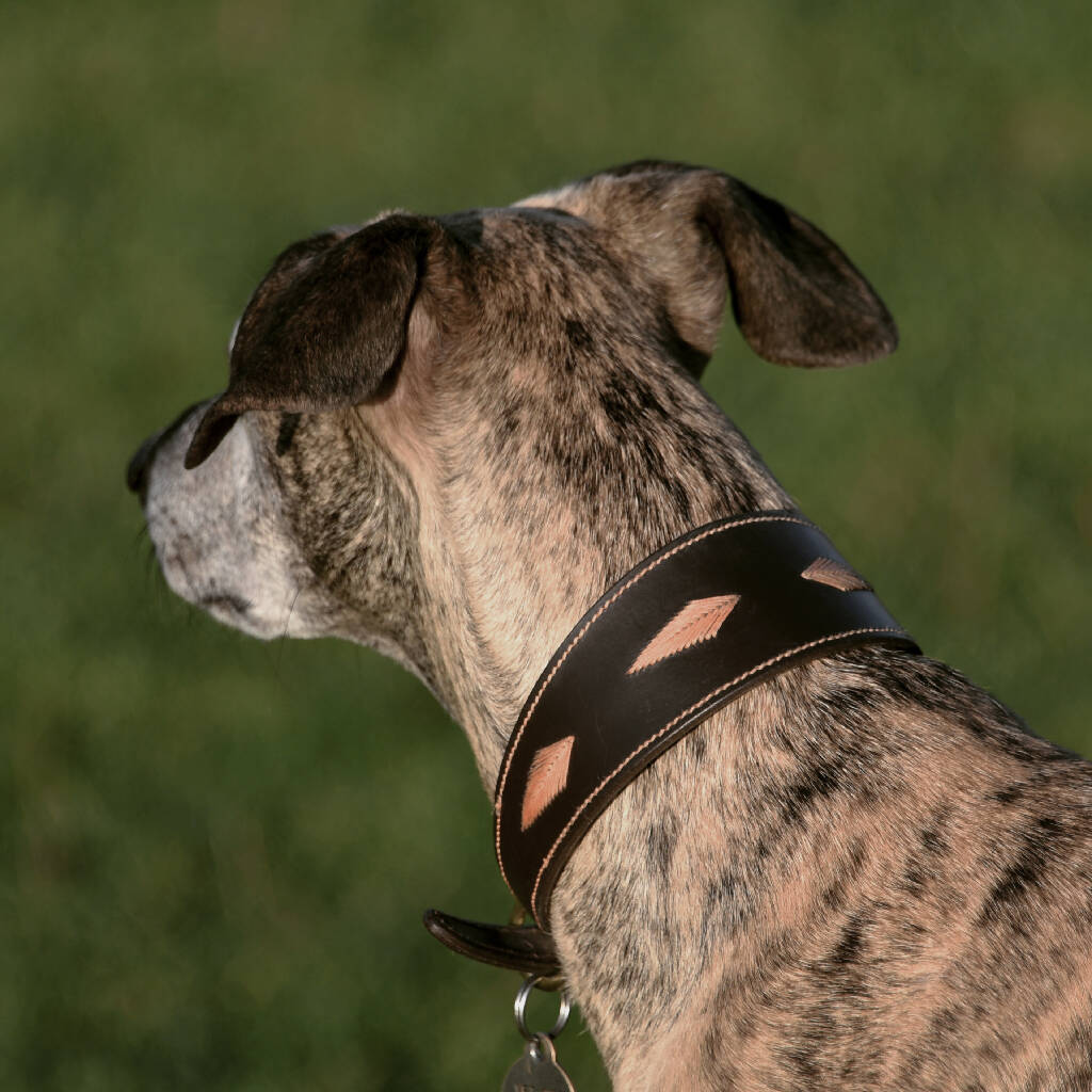 Whinlatter Hound Collar - Image 5