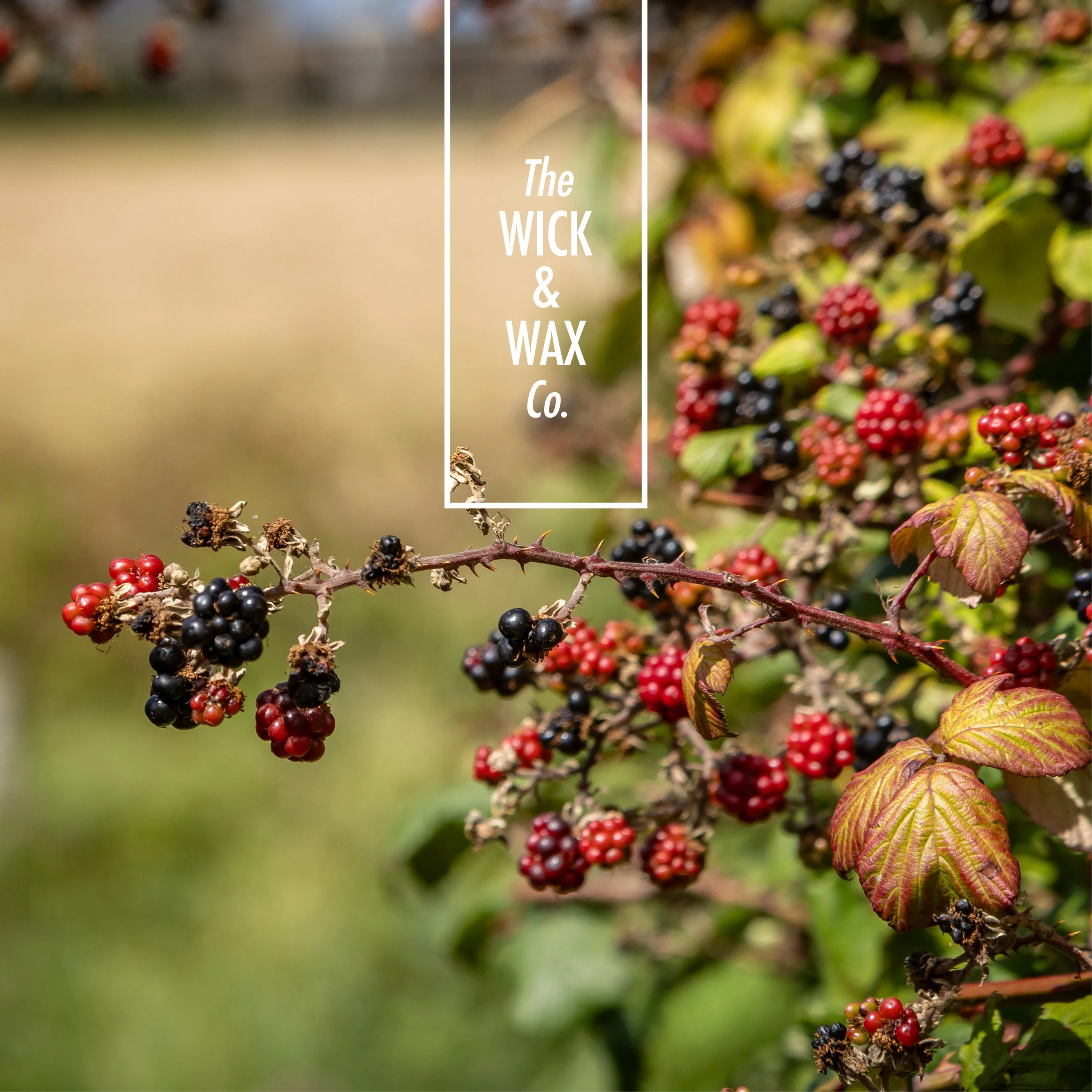 Wild Compote - Scented Reed Diffuser (Plant-based) - Image 2